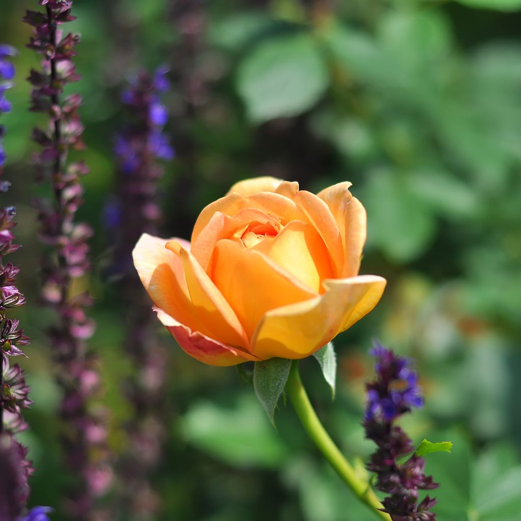 Rosa Lady Of Shalott - Englische Rose