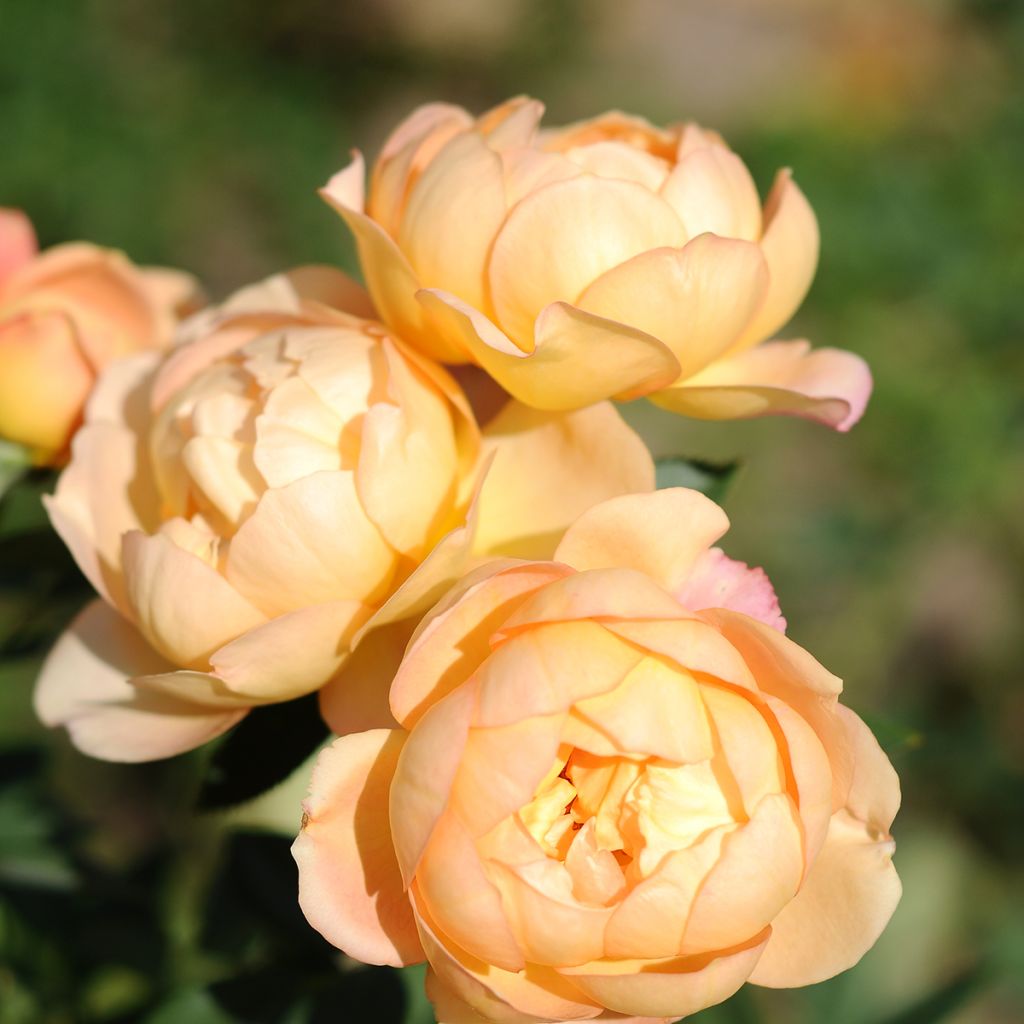 Rosa Lady Of Shalott - Englische Rose
