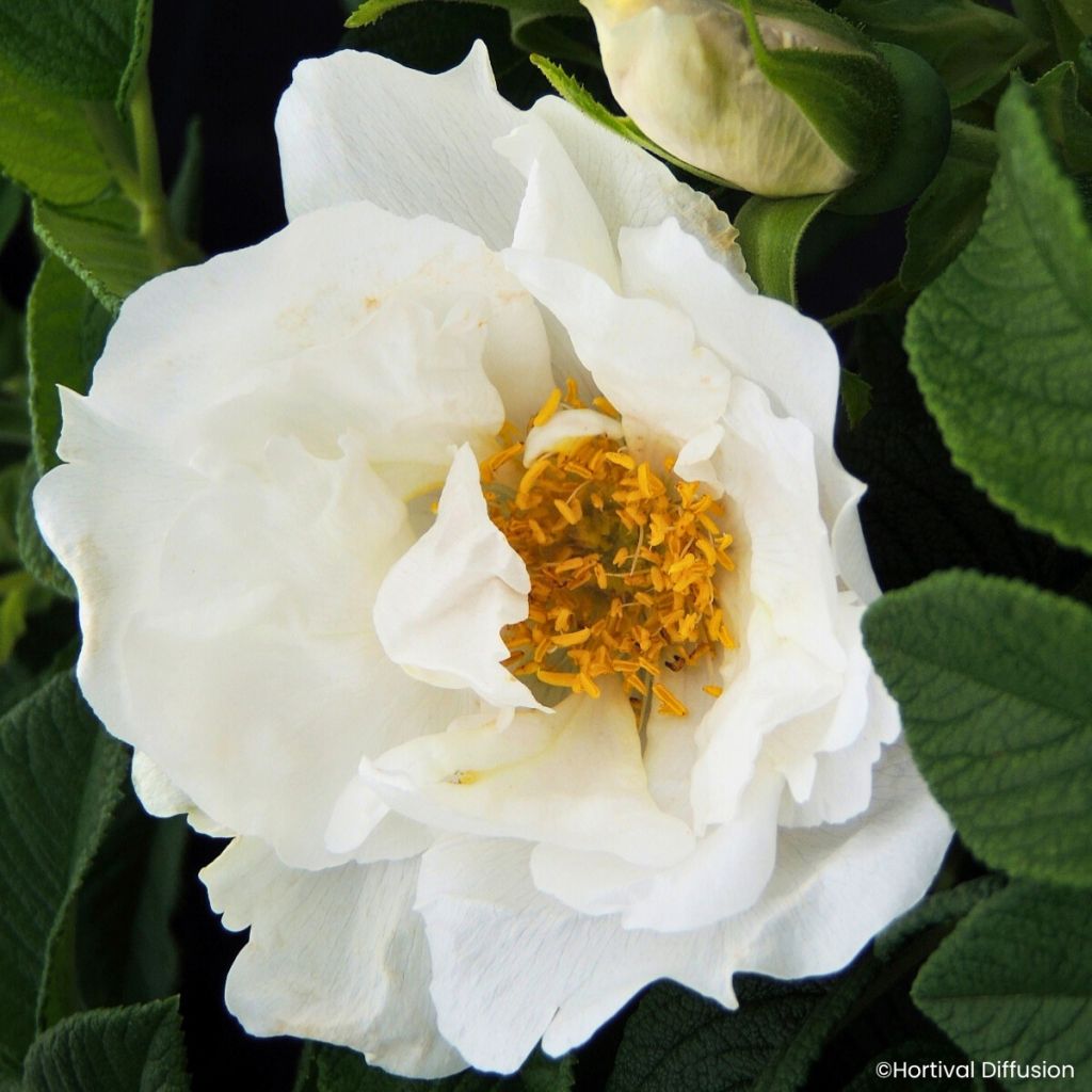 Rosa rugosa Angelia White - Apfelrose