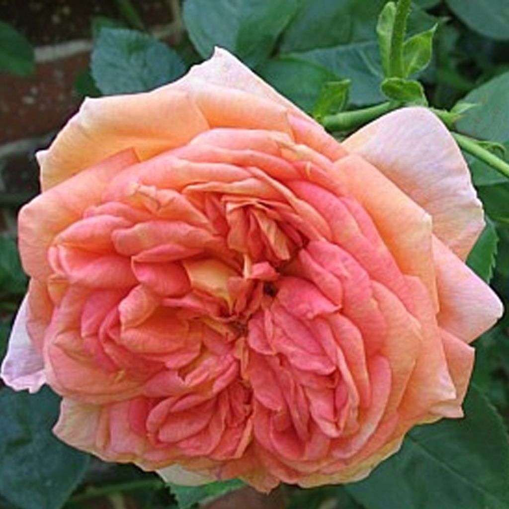 Rosier grimpant Alchymist