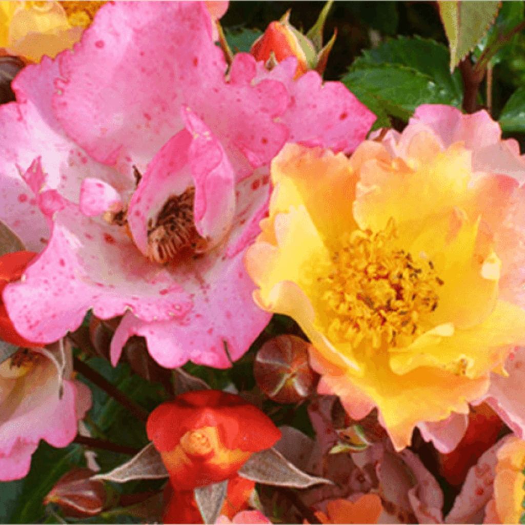 Rosa Bee Proud - Beetrose