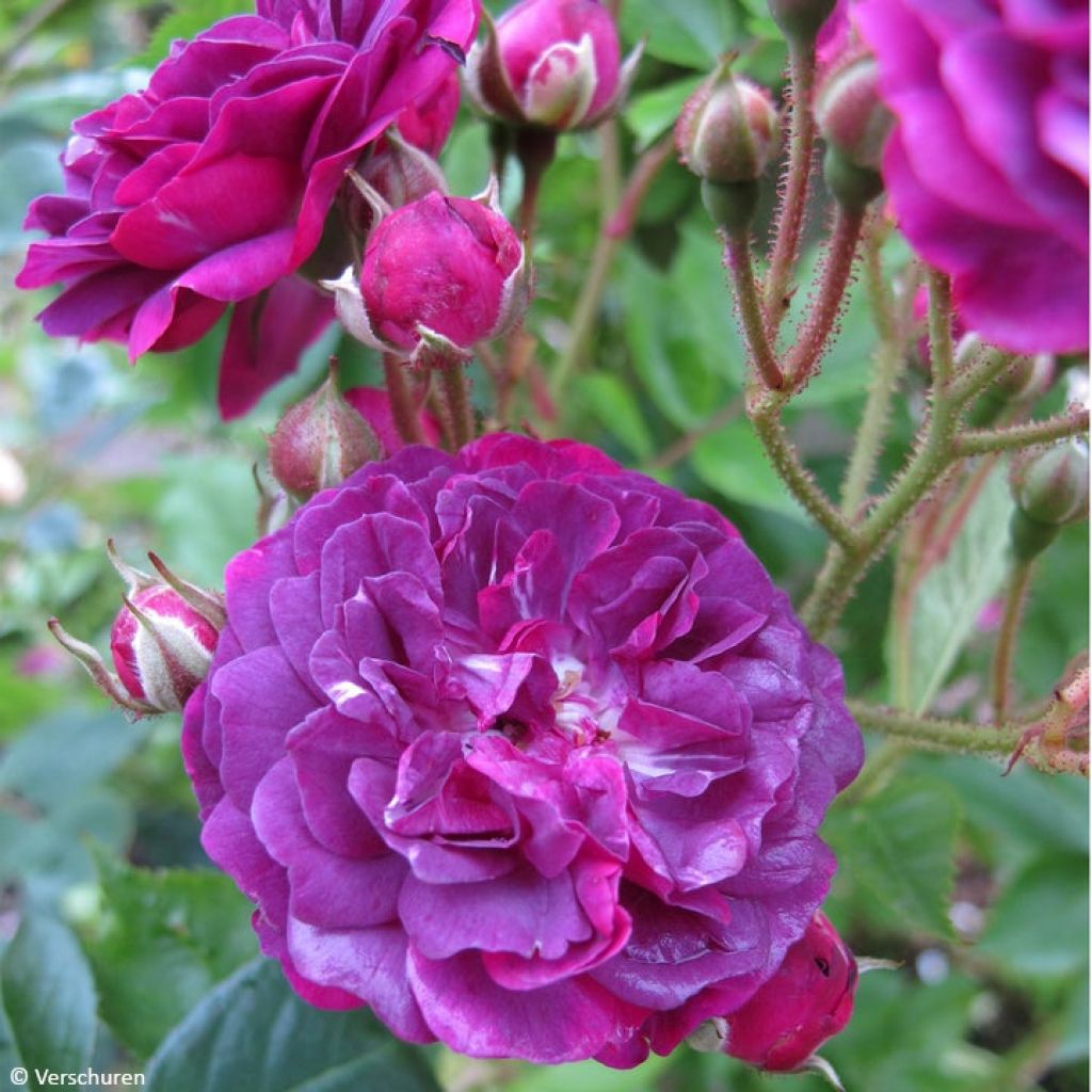 Rosa multiflora Bleu Magenta - Polyantha-Rose