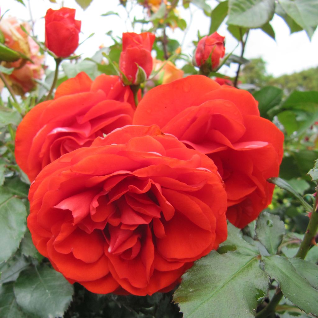 Rosier Buisson Remembrance ® - Rosa (x) floribunda