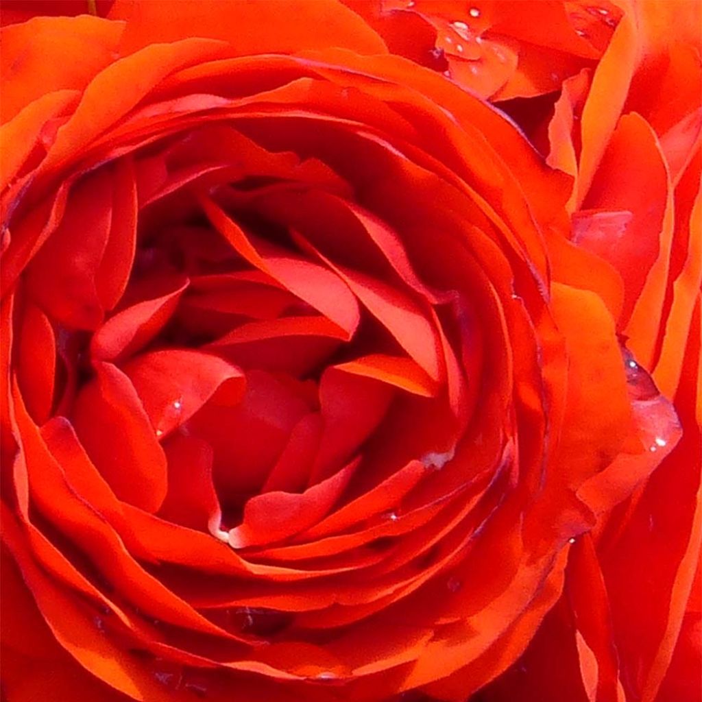 Rosier Buisson Remembrance ® - Rosa (x) floribunda