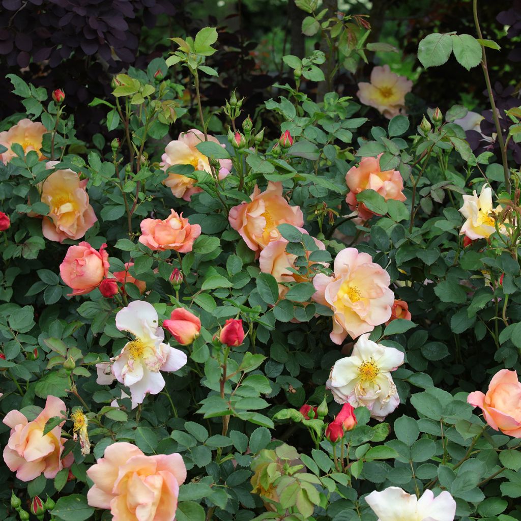 Rosa Fighting Temeraire - Englische Rose