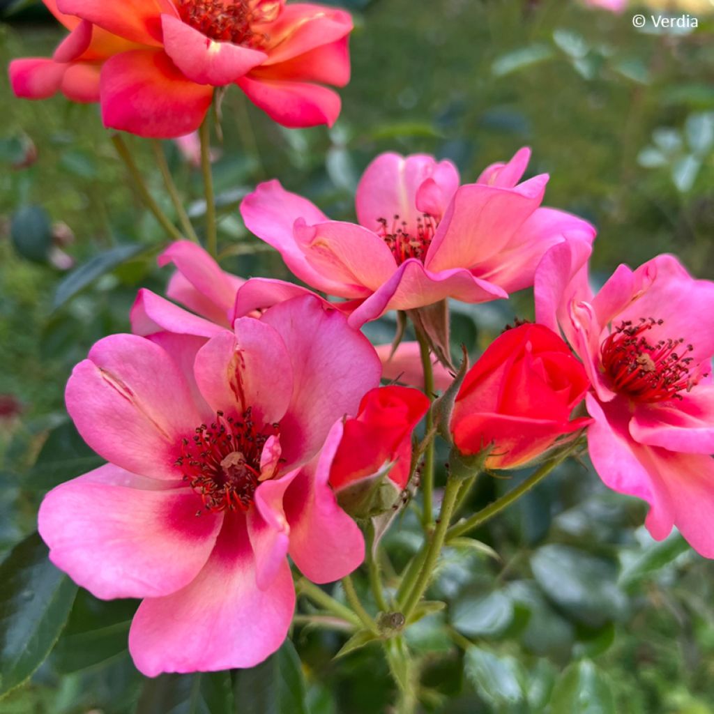 Rosa Decorosier Baia - Bodendecker-Rose