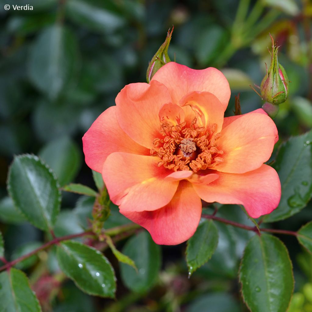 Rosa Decorosier Baia - Bodendecker-Rose