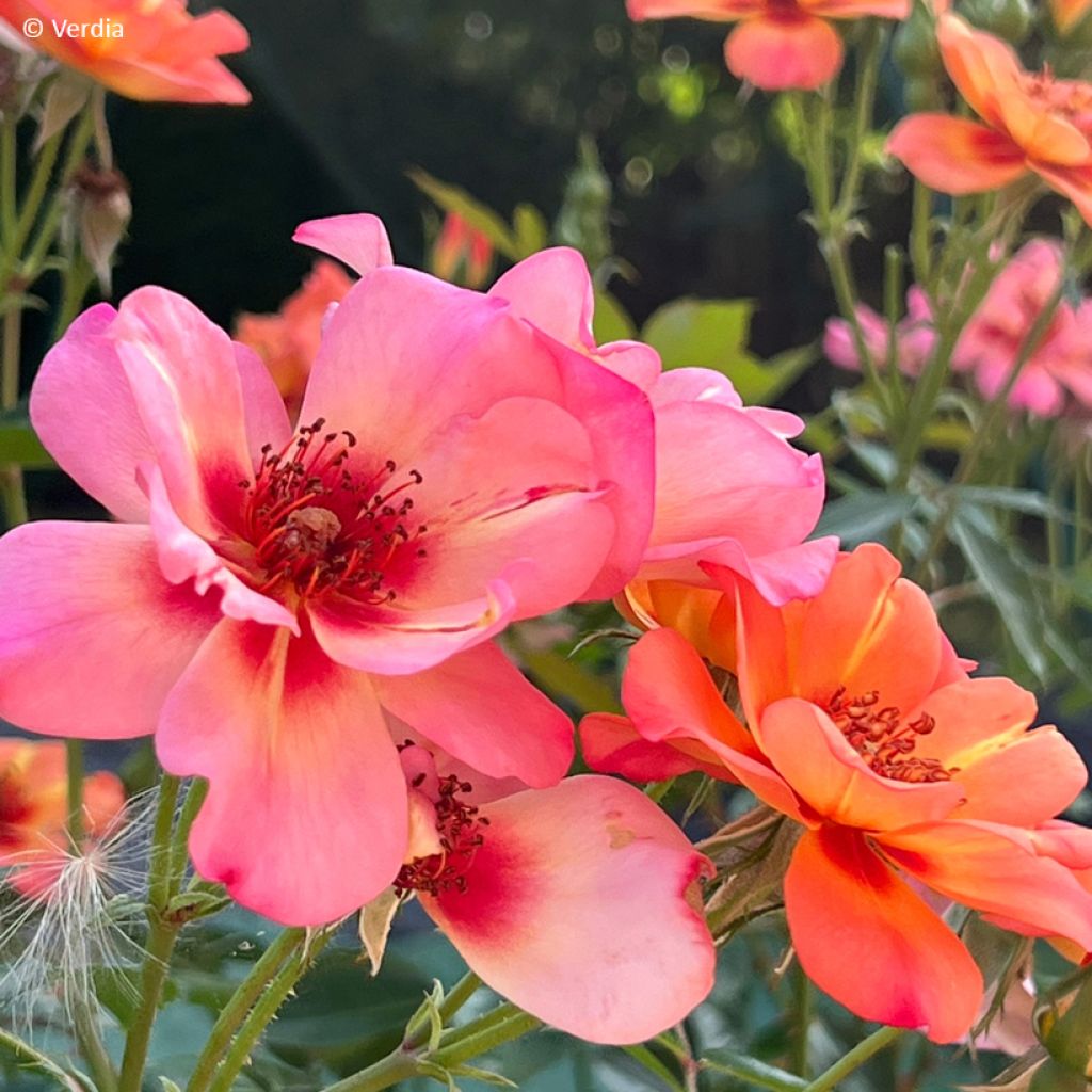 Rosa Decorosier Baia - Bodendecker-Rose