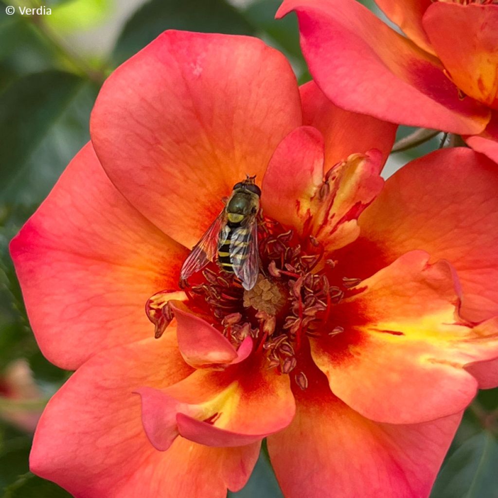 Rosa Decorosier Baia - Bodendecker-Rose