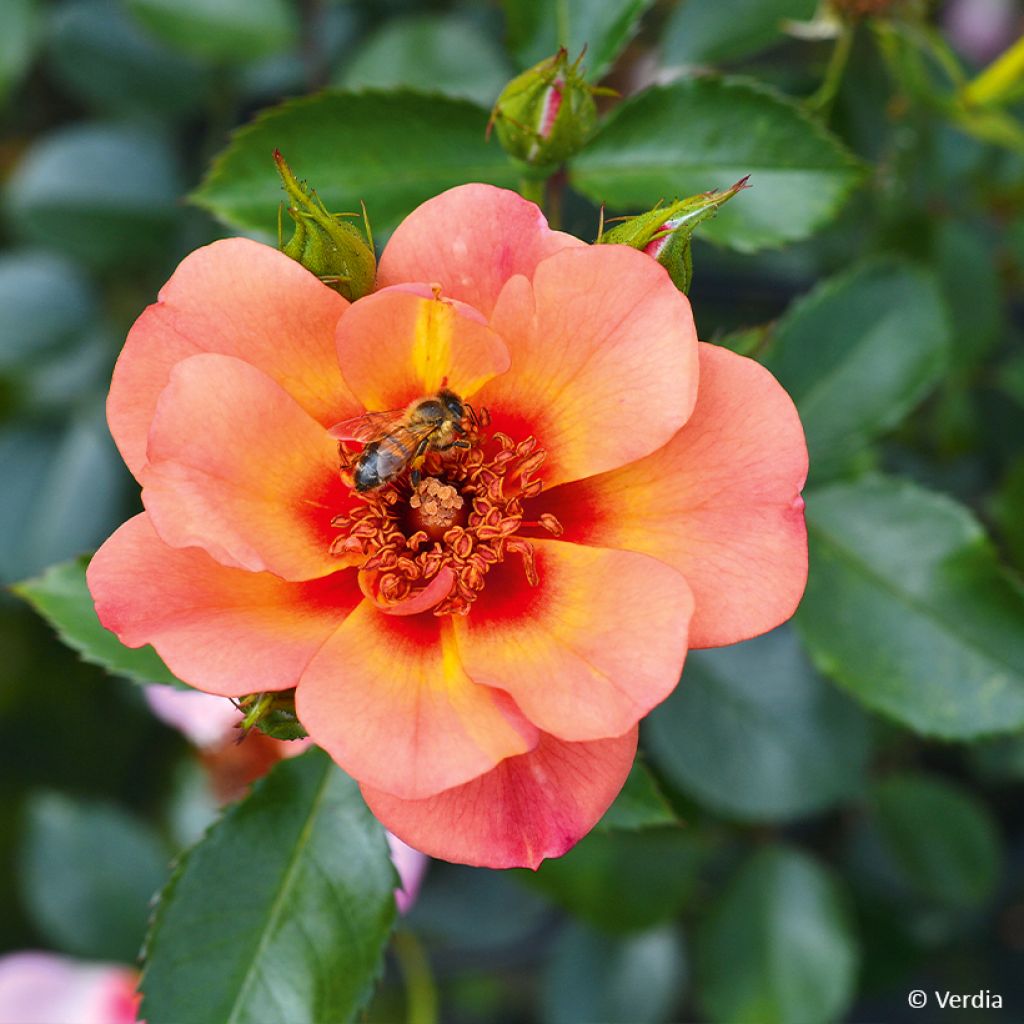 Rosa Decorosier Baia - Bodendecker-Rose