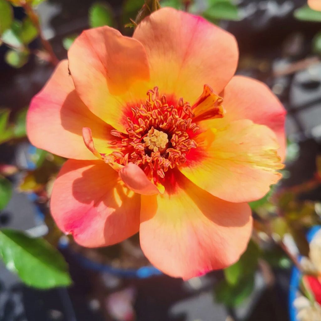 Rosa Decorosier Baia - Bodendecker-Rose