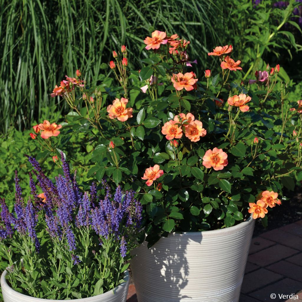Rosa Decorosier Baia - Bodendecker-Rose