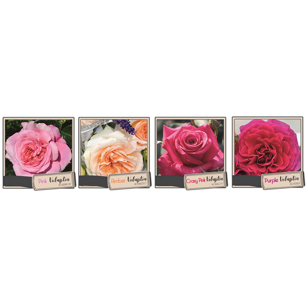 Rosa Amber Voluptia - Bodendecker-Rose