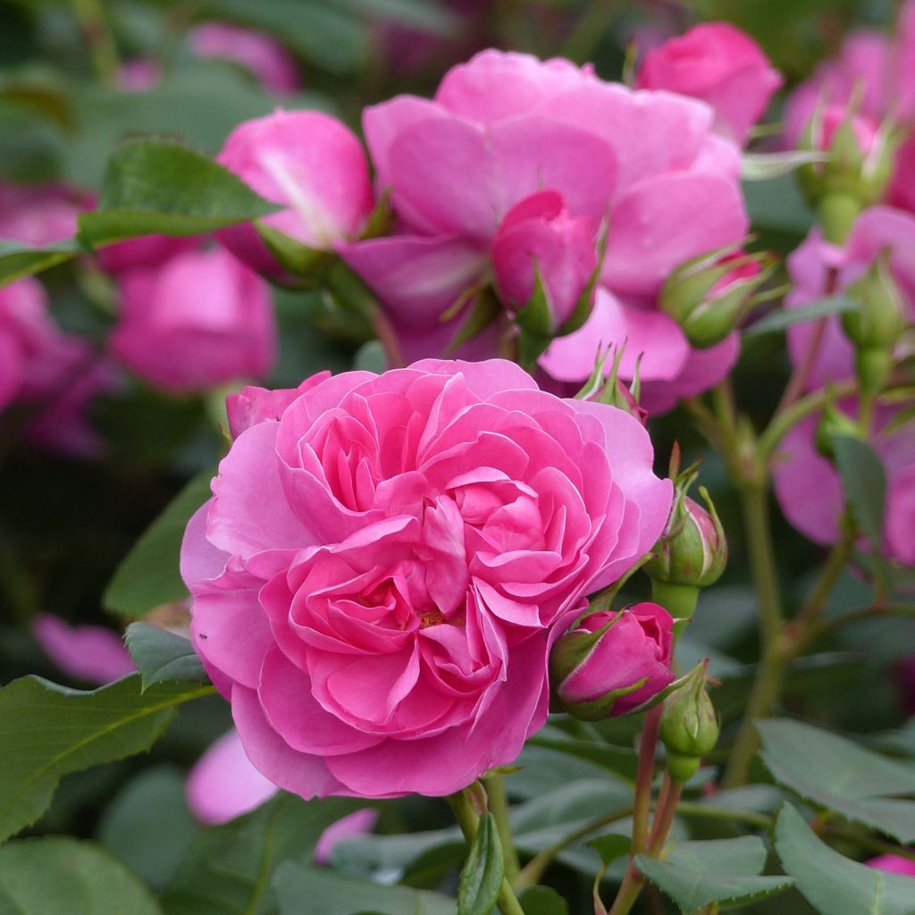 Rosier Grimpant Allegro ® Meileodevin
