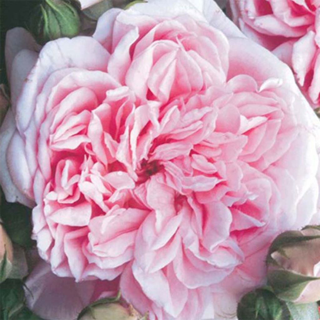 Rosa Times Past - Kletterrose