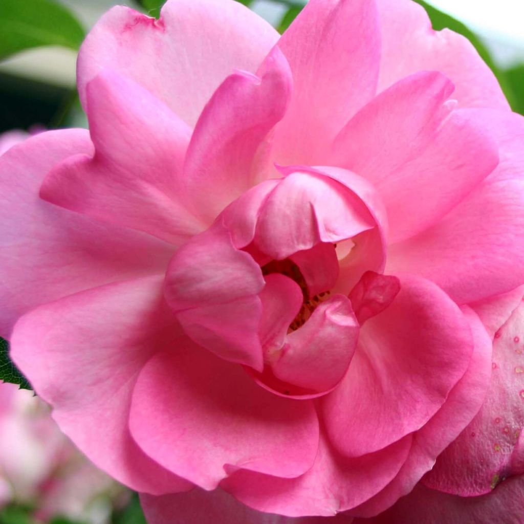 Rosier Polyantha Centenaire de Lourdes