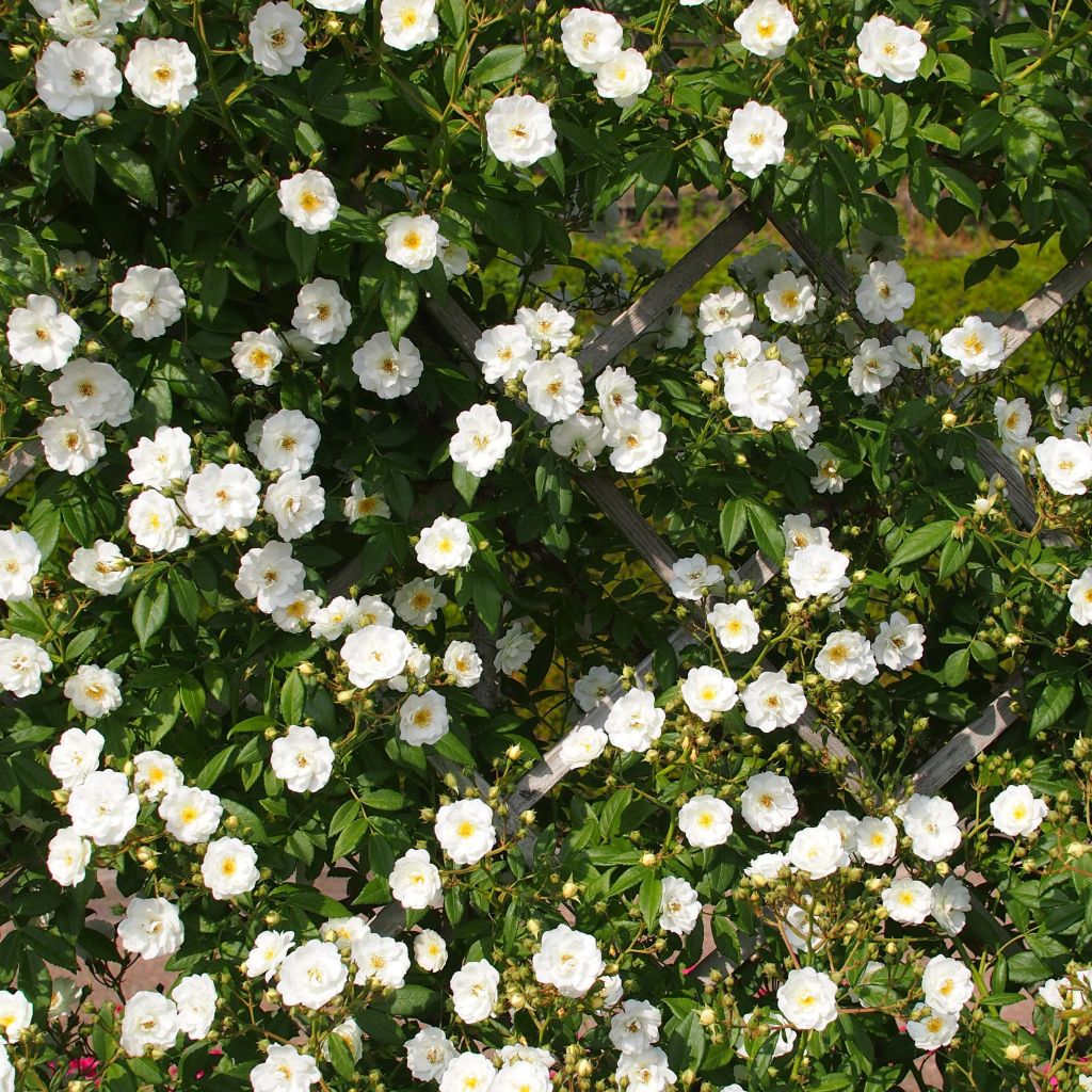 Rosa multiflora Rambling Rector - Alte Rambler-Rose