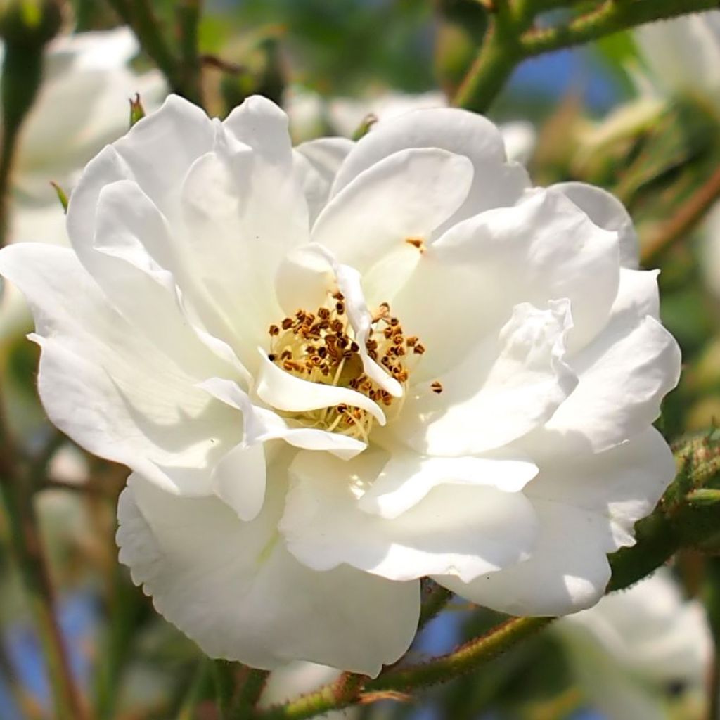 Rosa multiflora Rambling Rector - Alte Rambler-Rose