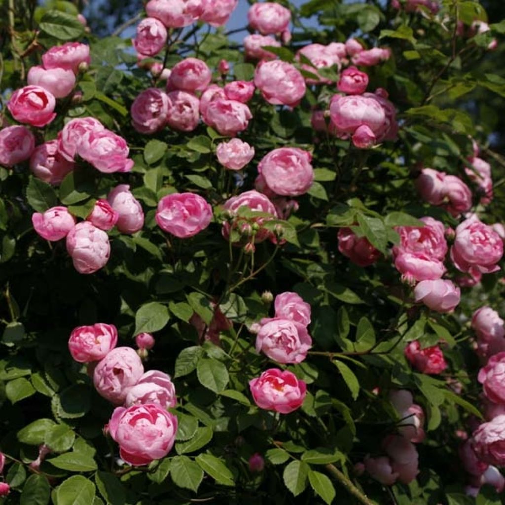 Rosa Pink Cloud - Kletterrose