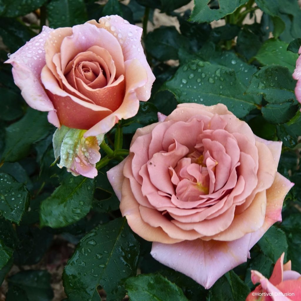 Rosa floribunda Koko Loko - Beetrose