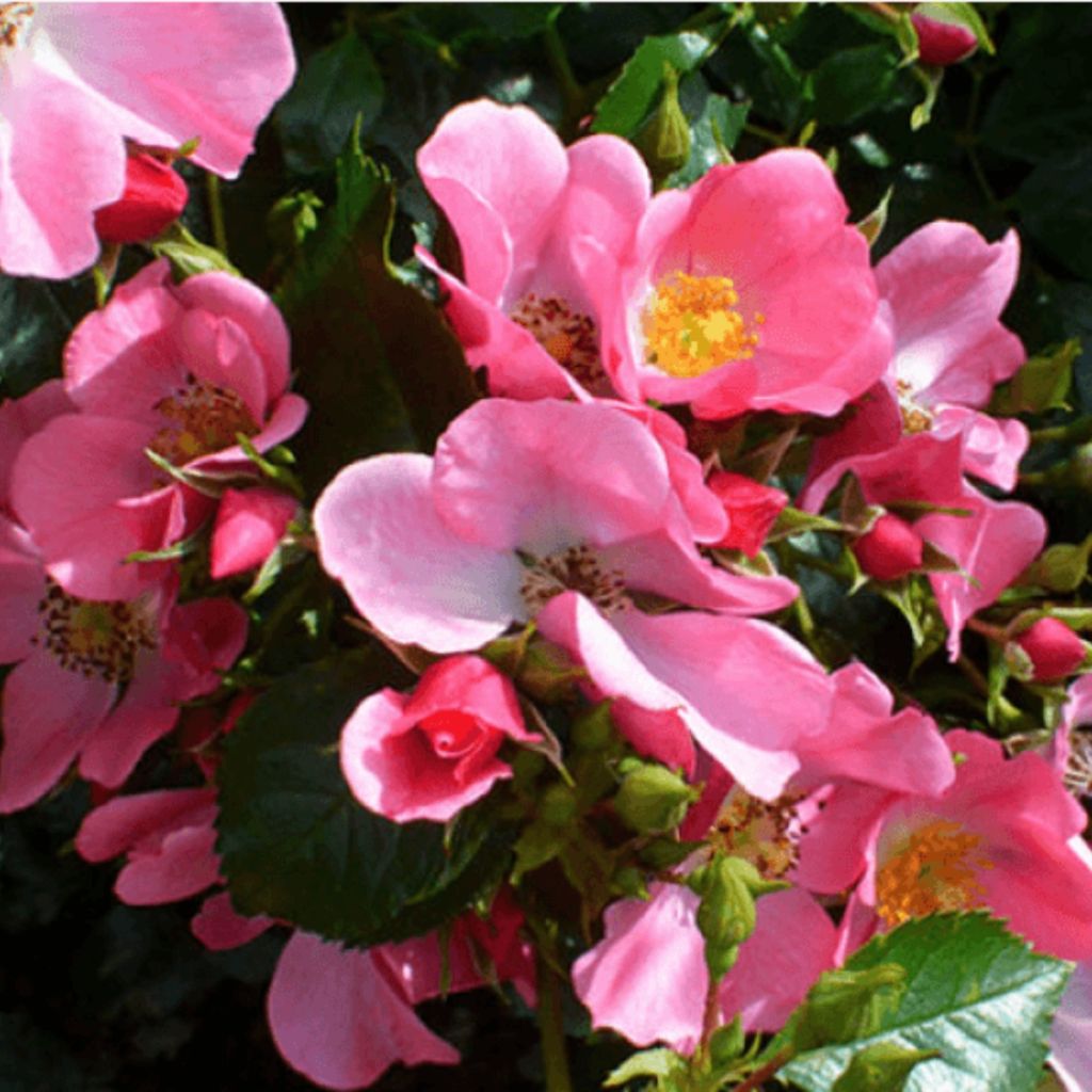 Rosa Mel Bee - Beetrose