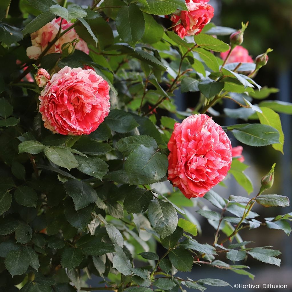 Rosa Scentimental Coral - Beetrose