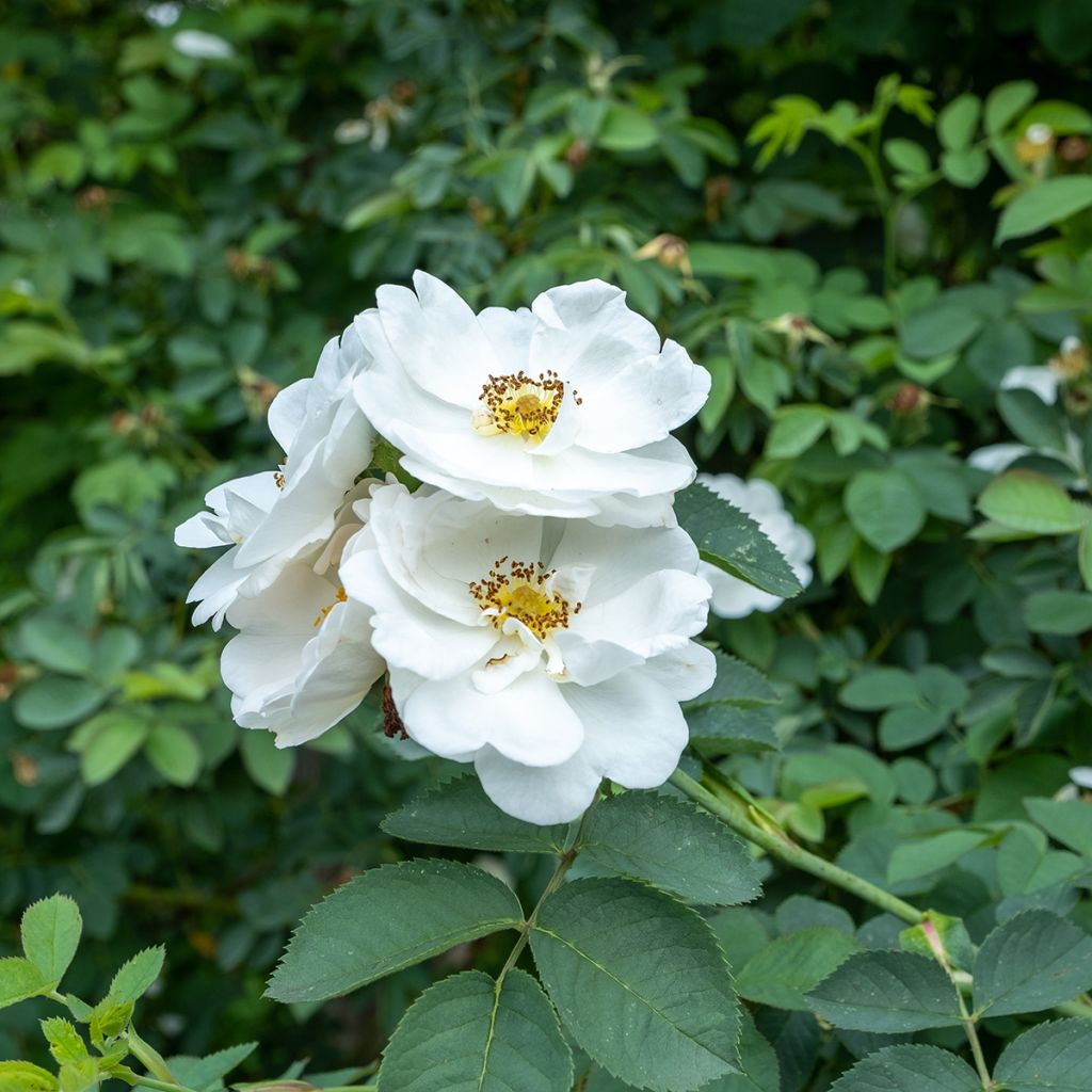 Rosa alba Suaveolens - Historische Rose