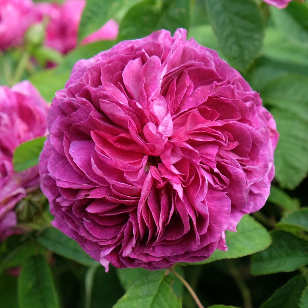 Rosa gallica Charles de Mills - Essig-Rose