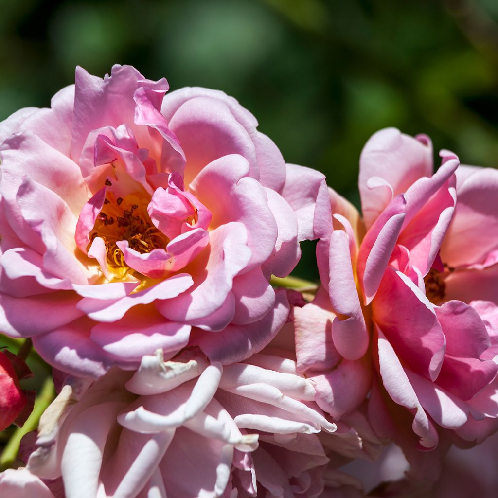 Rosa moschata Felicia - Moschus-Rose