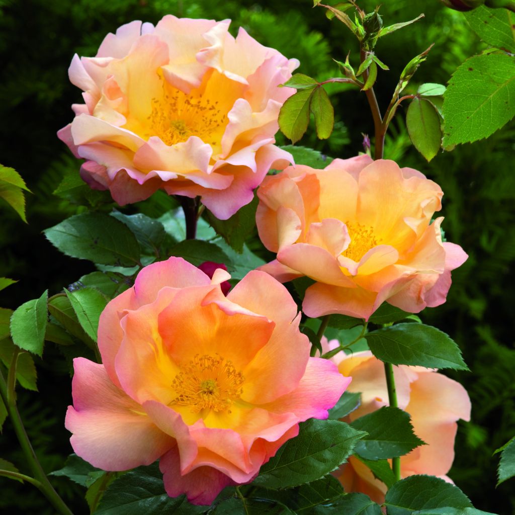Rosa Fighting Temeraire - Englische Rose
