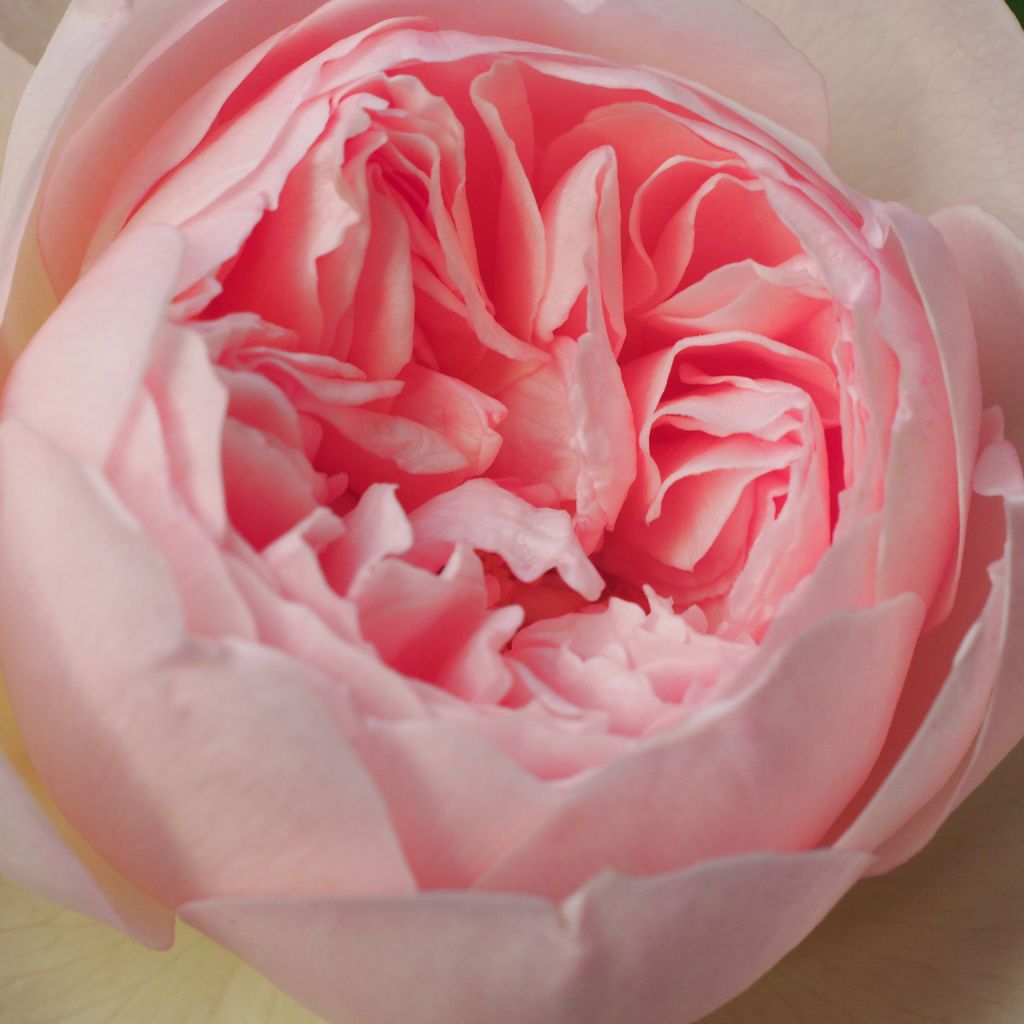 Rosier anglais Gentle Hermione® - Ausrumba