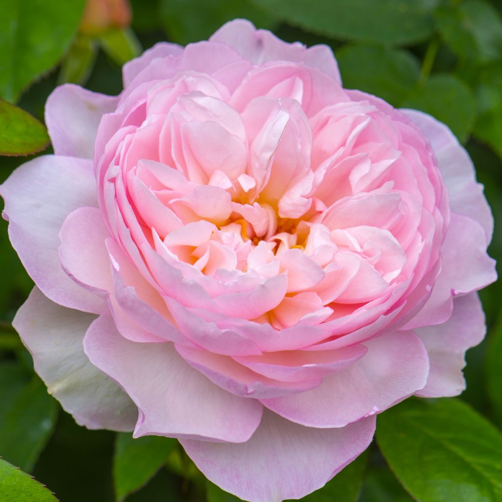 Rosier anglais Gentle Hermione® - Ausrumba