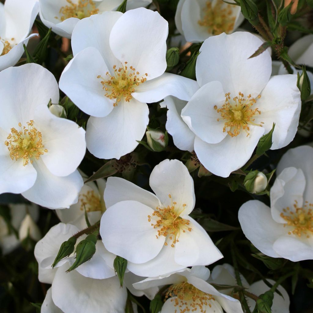 Rosier arbustif Escimo