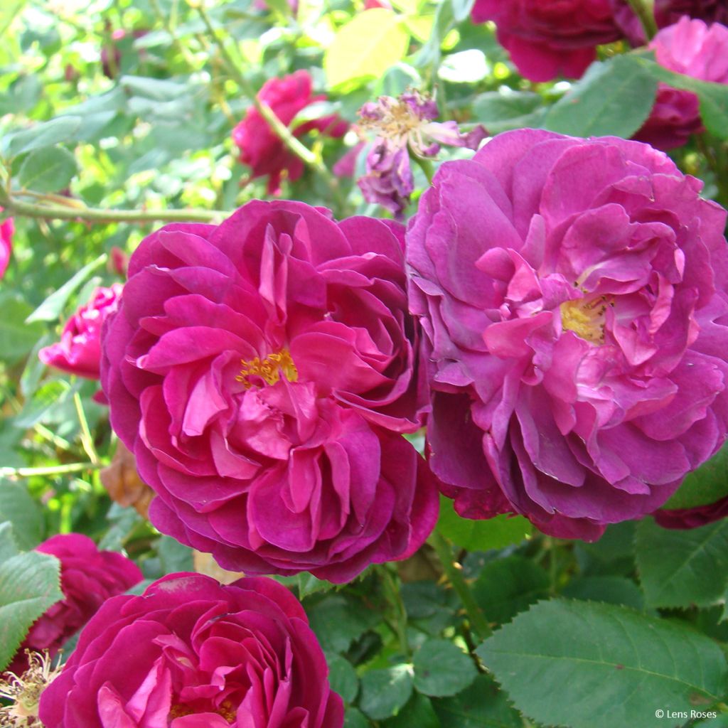 Rosa gallica officinalis Etoile Pourpre - Essig-Rose