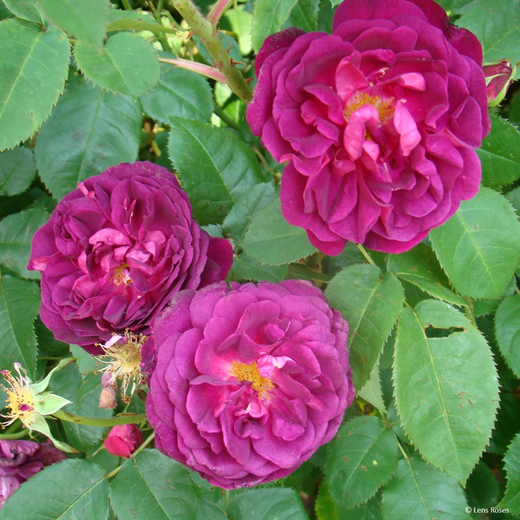 Rosa gallica officinalis Etoile Pourpre - Essig-Rose