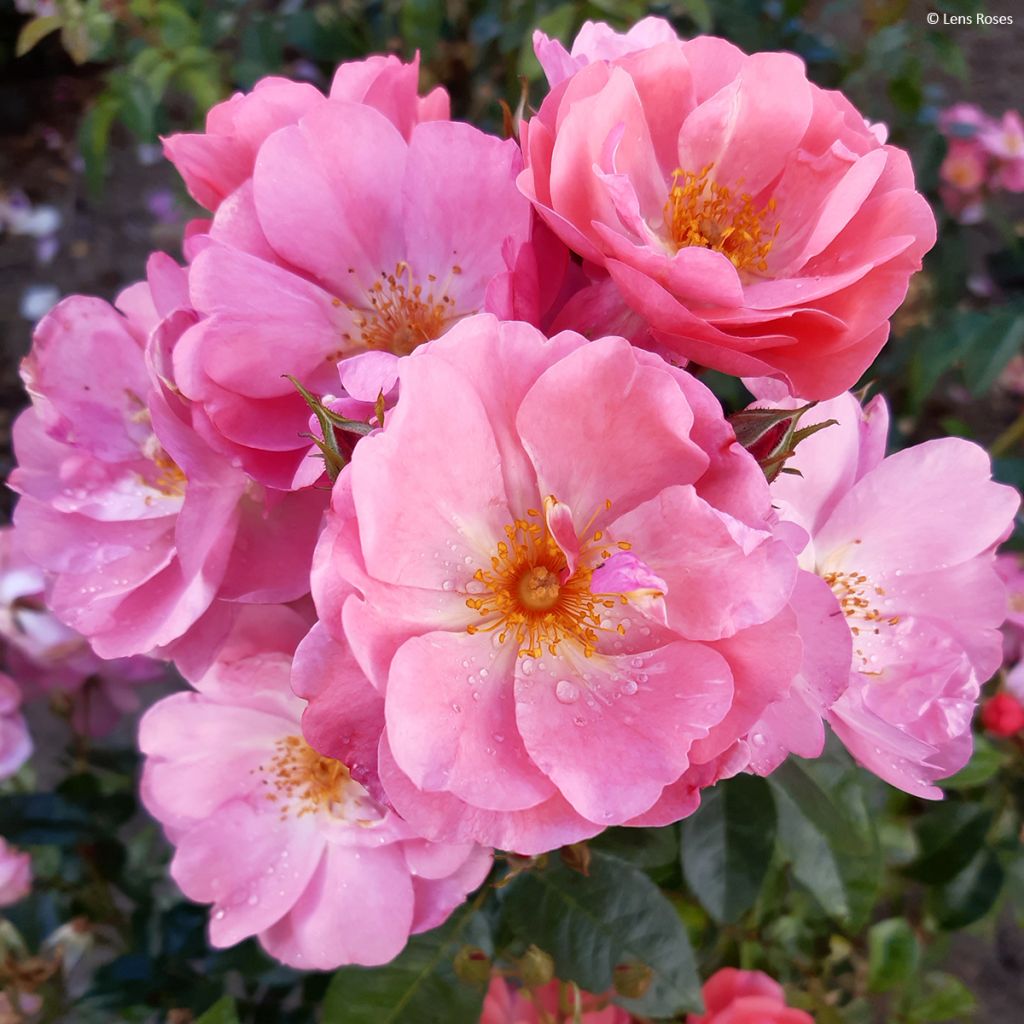 Rosa moschata Finn's Rose - Moschus-Rose