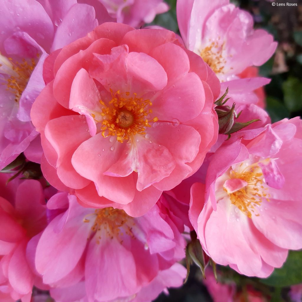 Rosa moschata Finn's Rose - Moschus-Rose