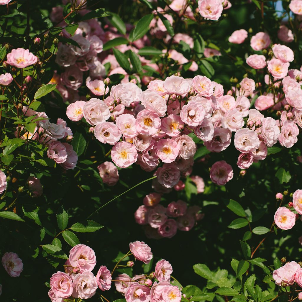 Rosa moschata Queen of the Musks - Moschus-Rose