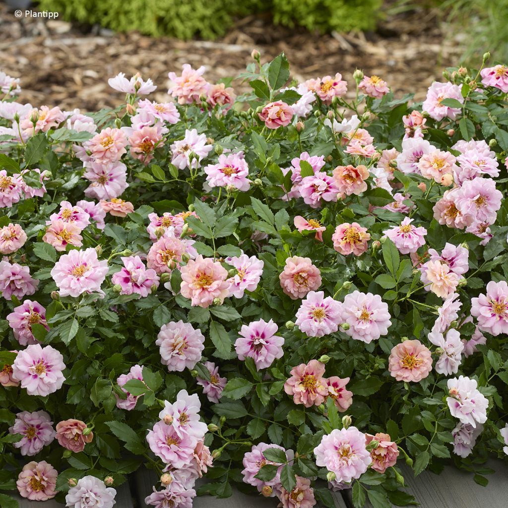 Rosa polyantha Amirose - Zwerg-Parkrose