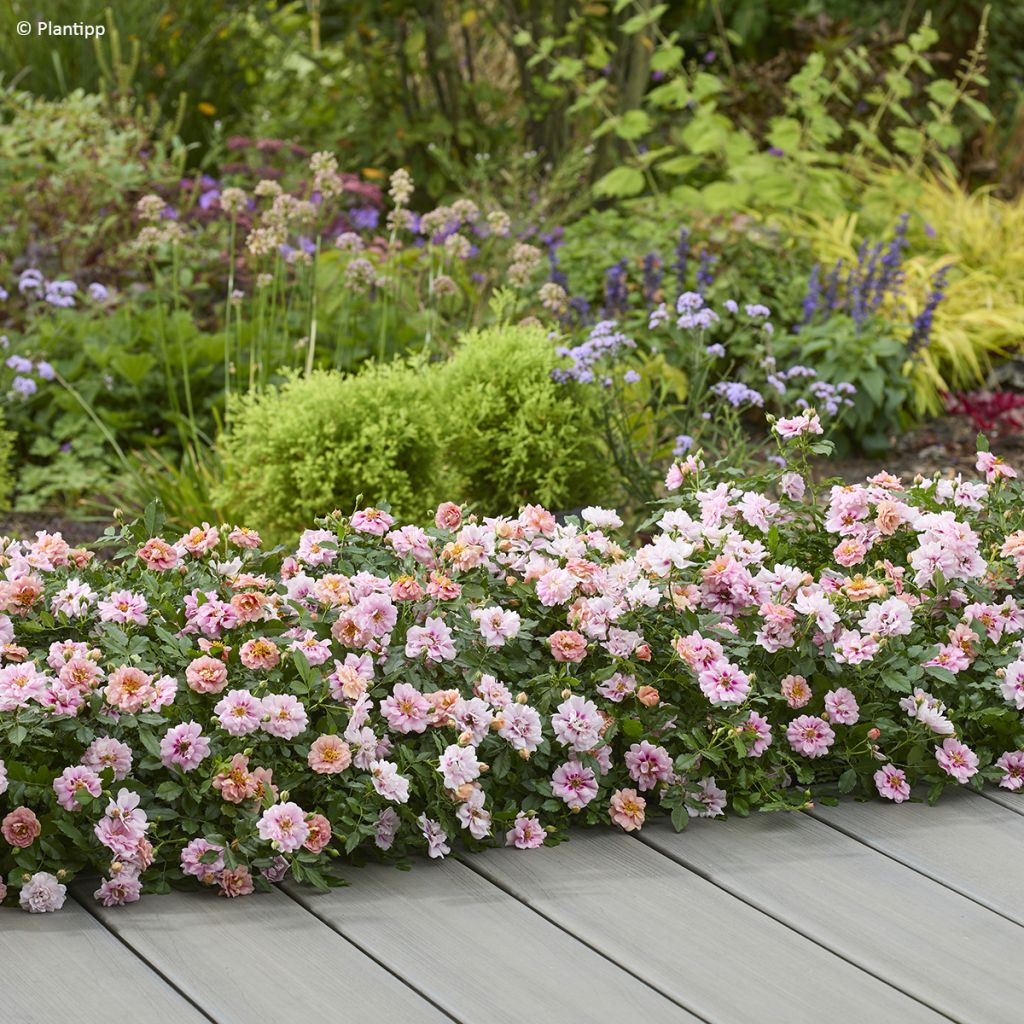 Rosa polyantha Amirose - Zwerg-Parkrose