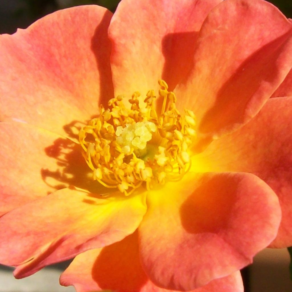 Rosier couvre-sol Happy Chappy ®