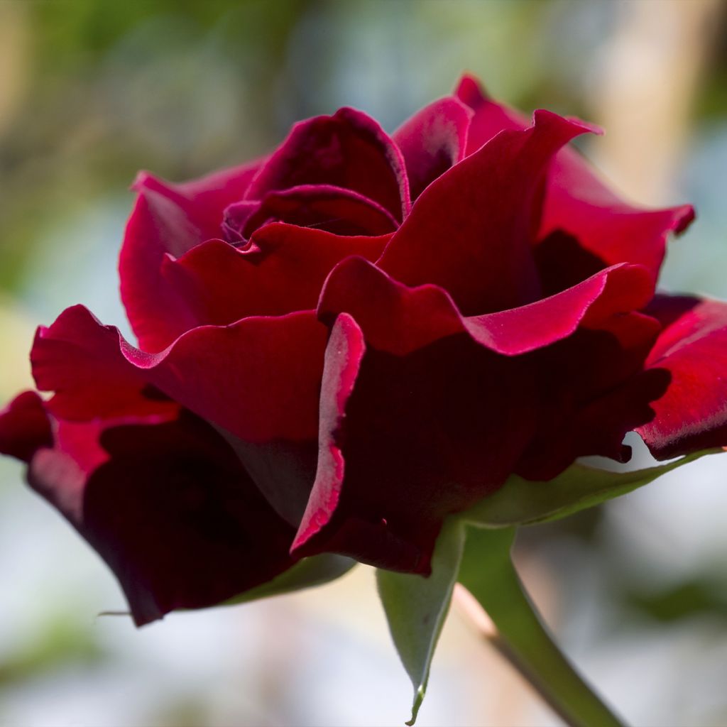 Rosa Etoile de Hollande - Kletterrose