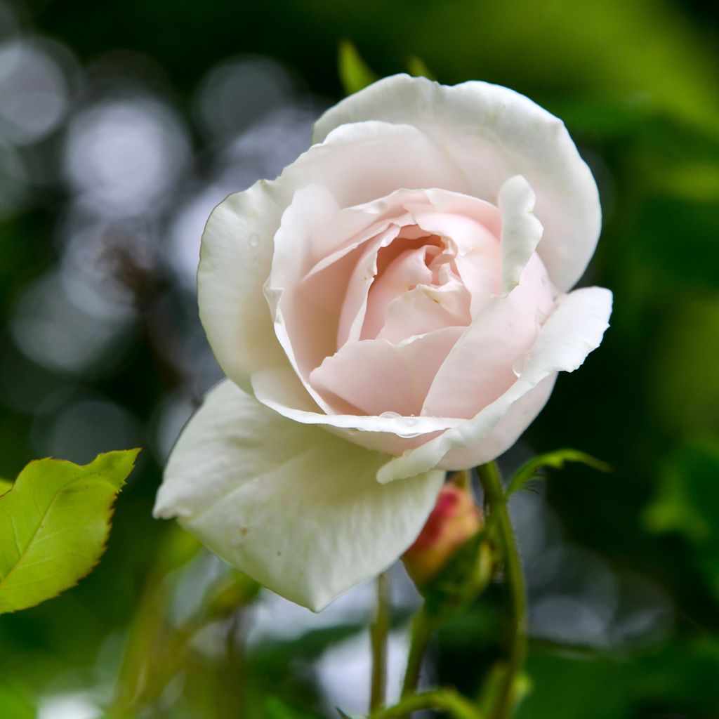 Rosa Madame Alfred Carrière - Kletterrose