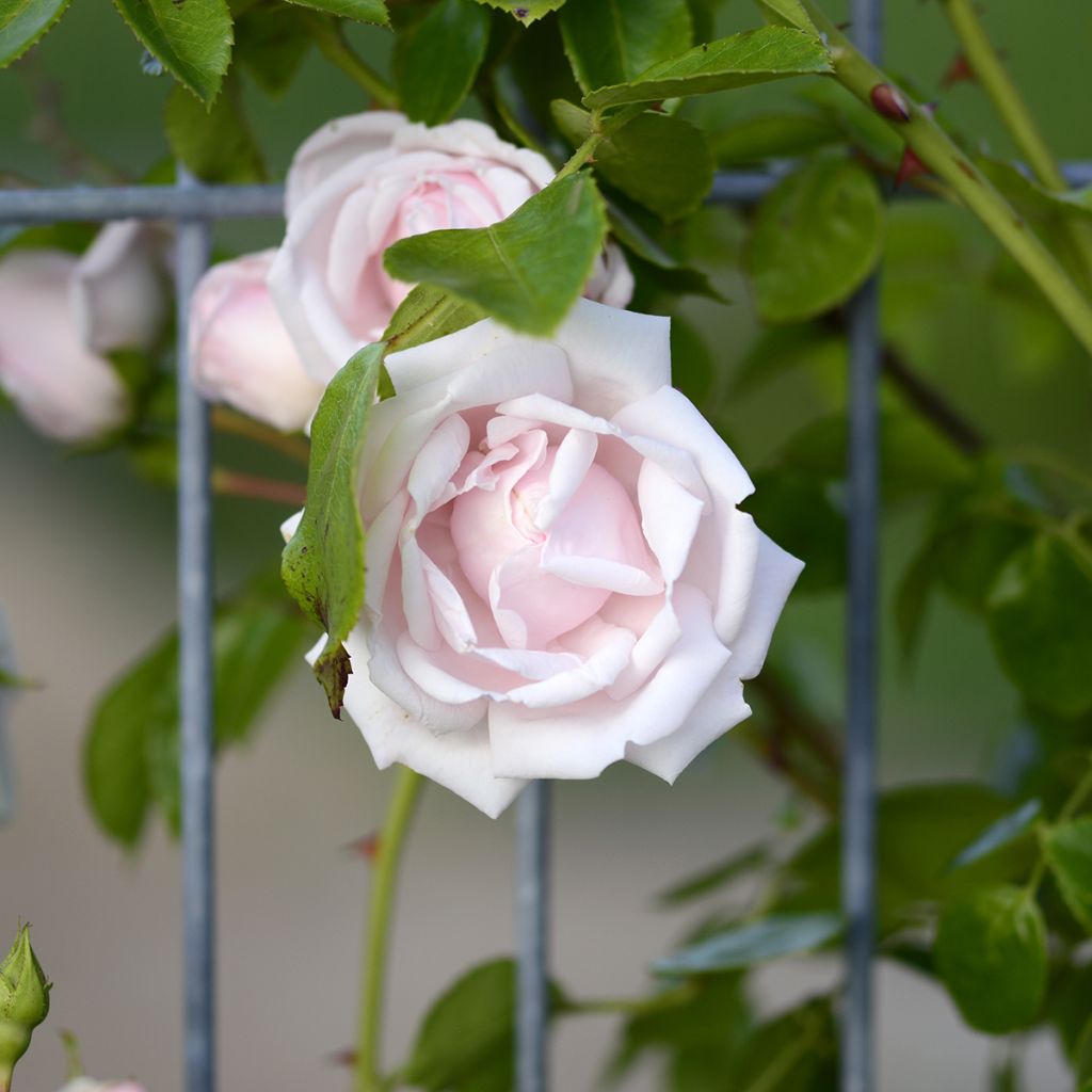 Rosa wichuraiana New Dawn - Kletterrose