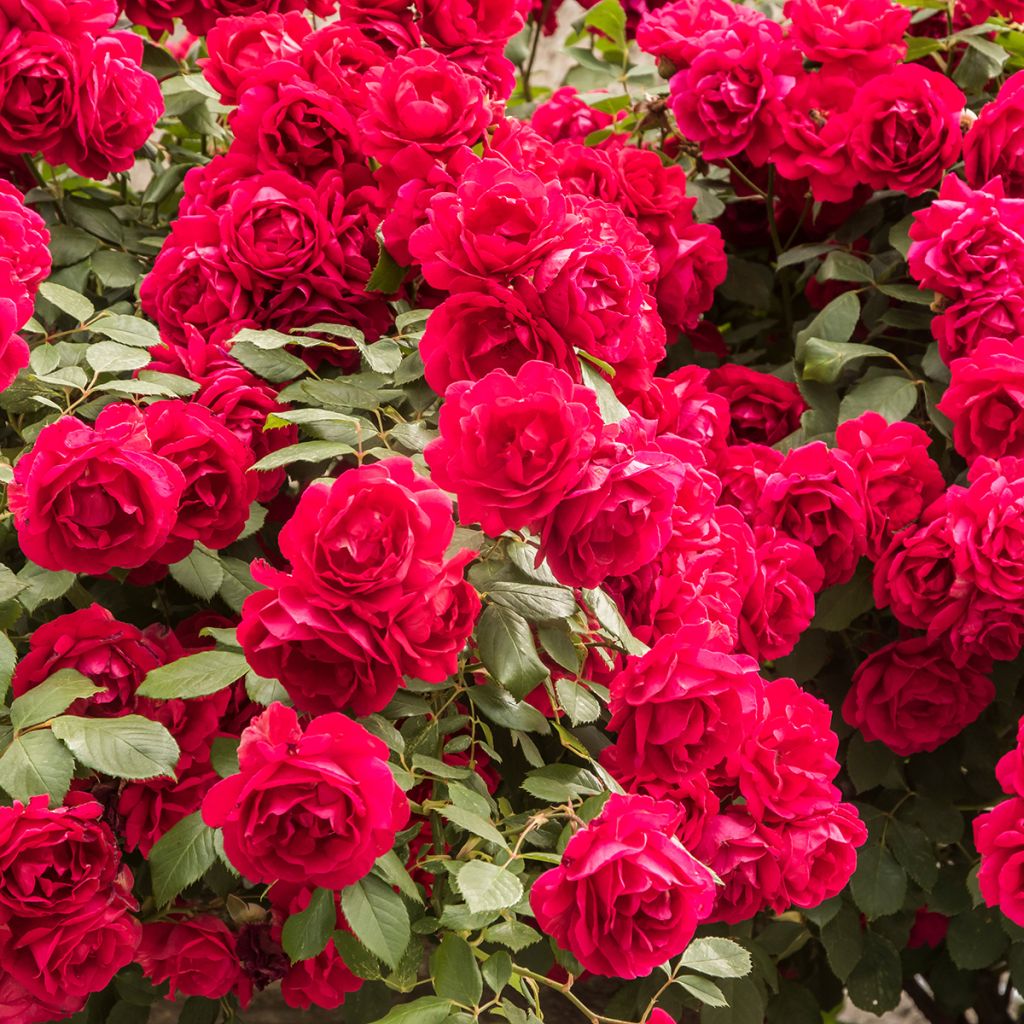 Rosa Paul's Scarlet Climber - Kletterrose