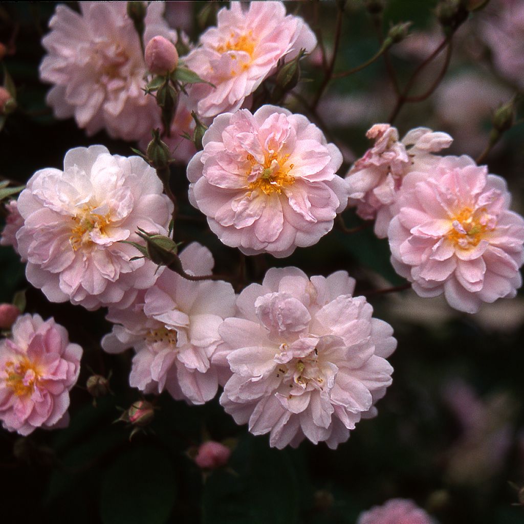Rosa moschata Paul's Himalayan Musk - Moschus Rambler-Rose