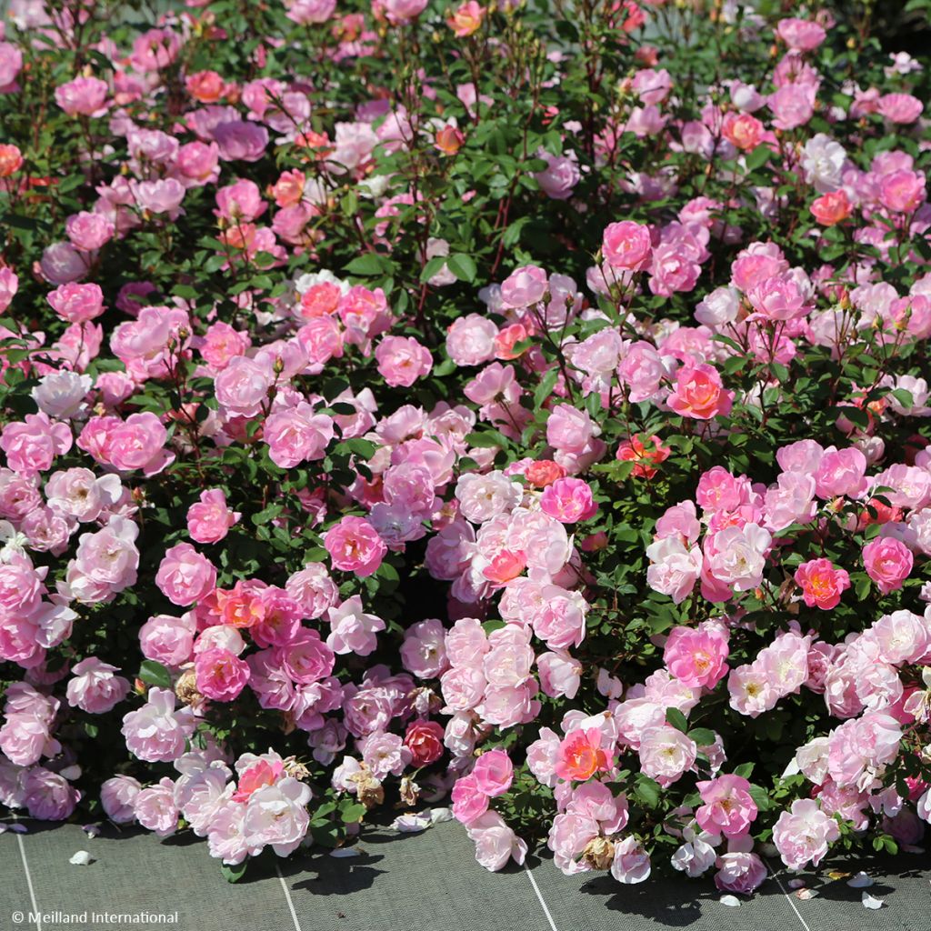 Rosa Meillandecor Pink Chantilly Meilevire - Zwerg-Parkrose