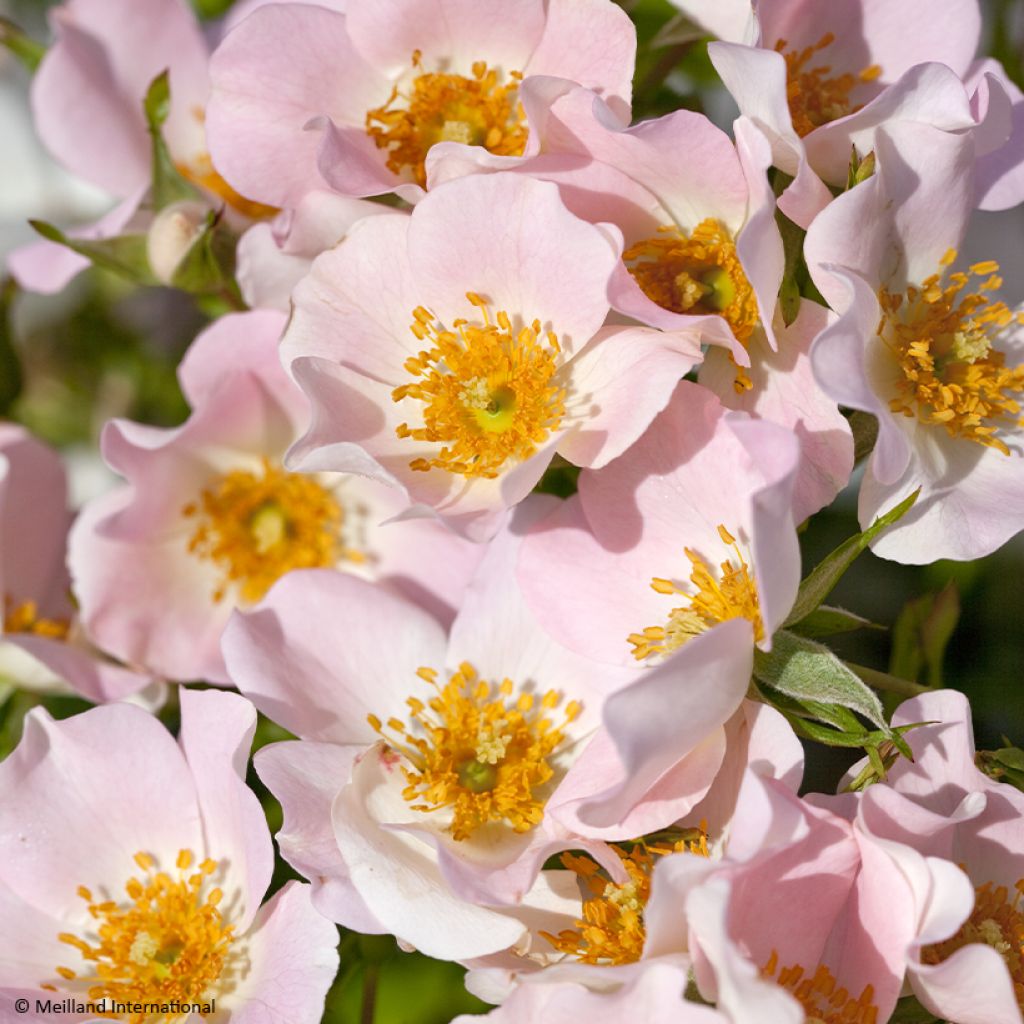 Rosa Street Colors Champs Elysées 'Meiplumty' - Parkrose