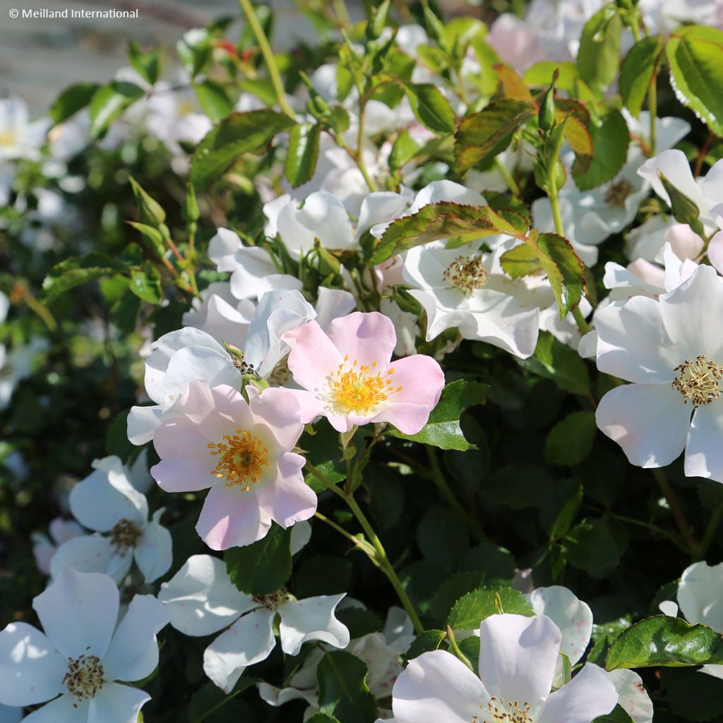Rosa Street Colors Champs Elysées 'Meiplumty' - Parkrose