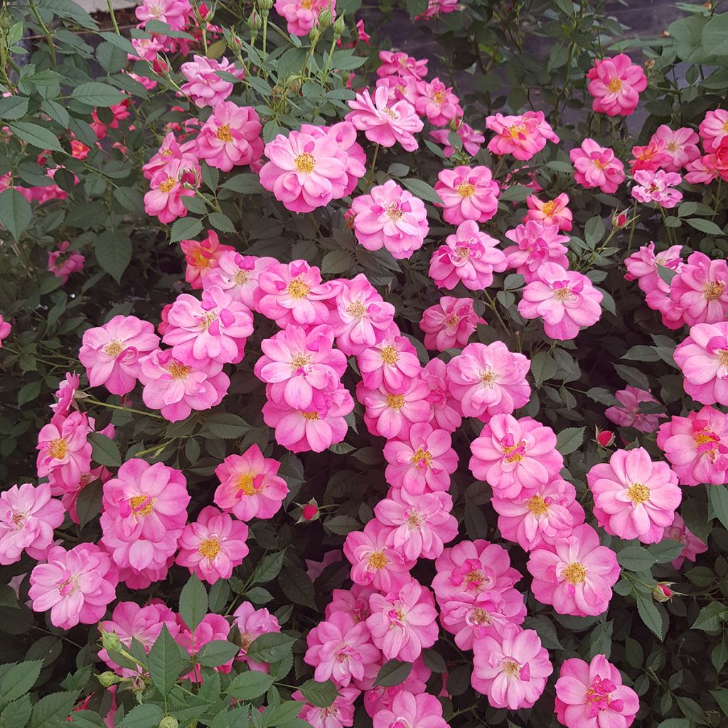 Rosa Street Colors Jolie Provence 'Meilegase' - Parkrose